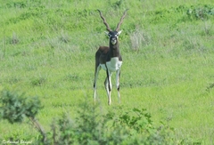 Antilope cervicapra