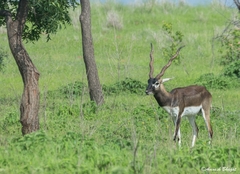 Antilope cervicapra