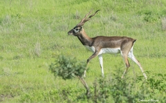 Antilope cervicapra