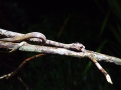 Aplopeltura boa