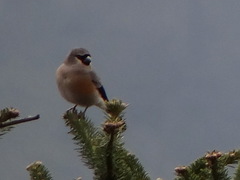Pyrrhula owstoni