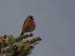 Pyrrhula owstoni
