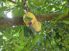 Artocarpus integer