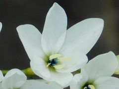 Ixia polystachya