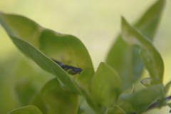 Odontomantis planiceps