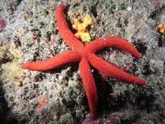 Echinasteridae