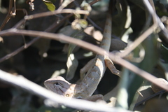 Calotes versicolor
