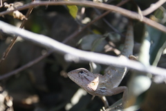 Calotes versicolor