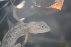 Calotes versicolor