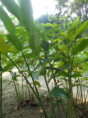 Alpinia galanga