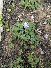 Anemonoides apennina