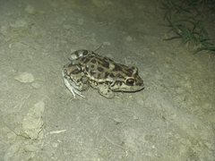 Leptodactylus bufonius