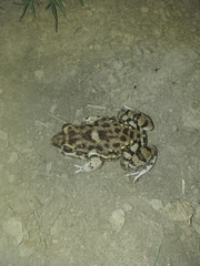 Leptodactylus bufonius