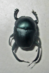 Garreta australugens