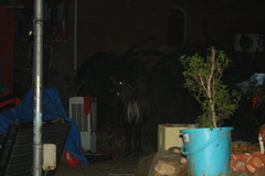 Boselaphus tragocamelus