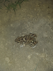 Leptodactylus bufonius