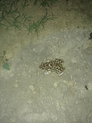 Leptodactylus bufonius