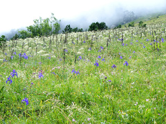 Laserpitium latifolium