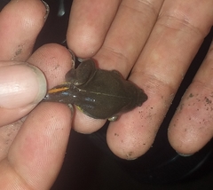 Elachistocleis bicolor