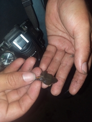 Elachistocleis bicolor