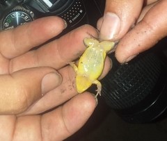 Elachistocleis bicolor