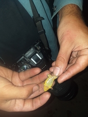 Elachistocleis bicolor