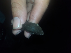 Elachistocleis bicolor