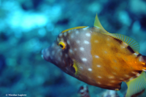 Whitespotted Filefish