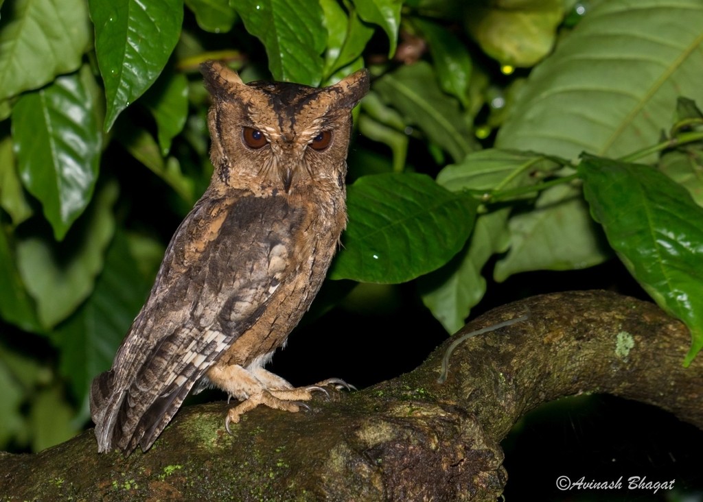 Indian Scops-Owl (Otus bakkamoena) photo