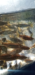 Rasbora argyrotaenia