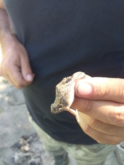 Physalaemus biligonigerus