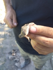 Physalaemus biligonigerus