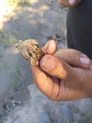 Physalaemus biligonigerus