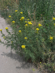 Tanacetum vulgare