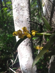 Trichocentrum pumilum