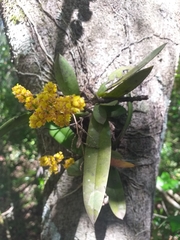 Trichocentrum pumilum