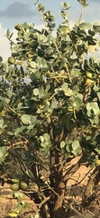 Calotropis procera image