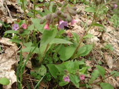 Pulmonaria obscura