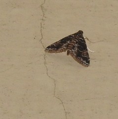 Elophila difflualis