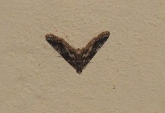 Elophila difflualis