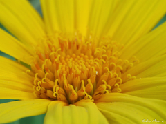 Tithonia diversifolia