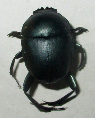 Garreta australugens