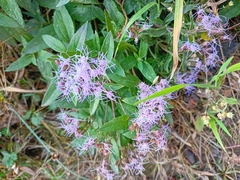 Chromolaena pulchella