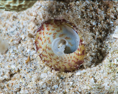Trochus intextus