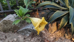 Solandra longiflora