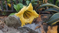 Solandra longiflora