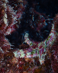 Asteropsis carinifera