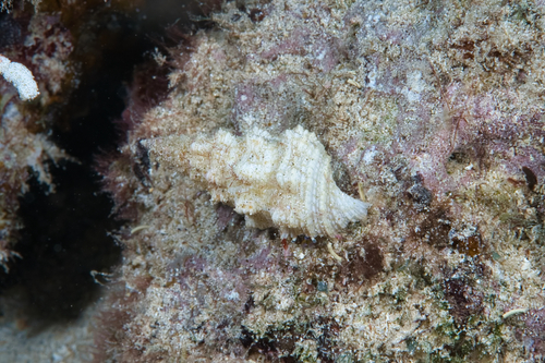 Cerithium columna observed 2021-11-21