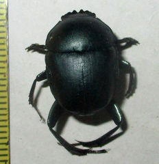 Garreta australugens