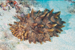 Stichopus pseudohorrens